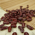 Best selling red kidney beans scientific name of beans